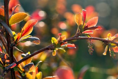 Baharın bahçesindeki parlak güneş ışığında meyve ağaçlarının makrosu filizleniyor.