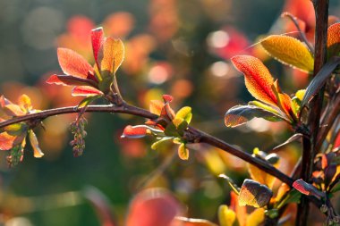 Baharın bahçesindeki parlak güneş ışığında meyve ağaçlarının makrosu filizleniyor.