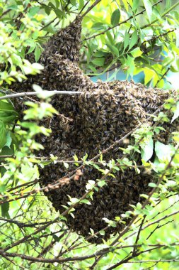 Bal arısı sürüsü bahçede bir ağaç yayına tutunuyor.
