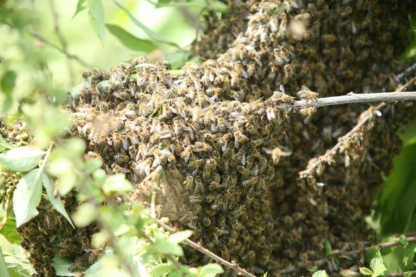 Essaim Abeilles Mellifères Accrochant Arbre Ressort Dans Jardin — Photo