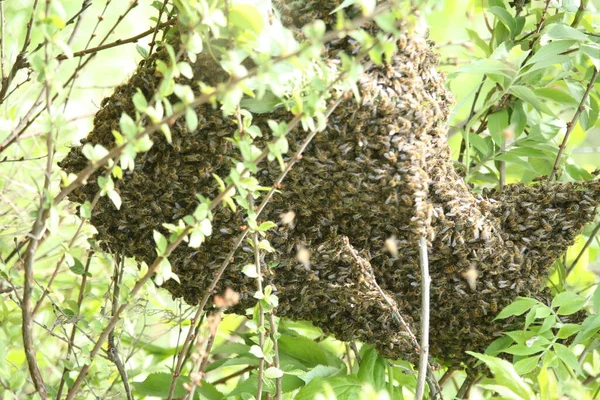 Enxame Abelhas Apegadas Uma Árvore Nascente Jardim — Fotografia de Stock