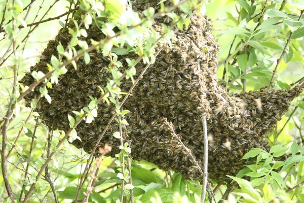 Enxame Abelhas Apegadas Uma Árvore Nascente Jardim — Fotografia de Stock