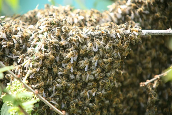 Enxame Abelhas Apegadas Uma Árvore Nascente Jardim — Fotografia de Stock