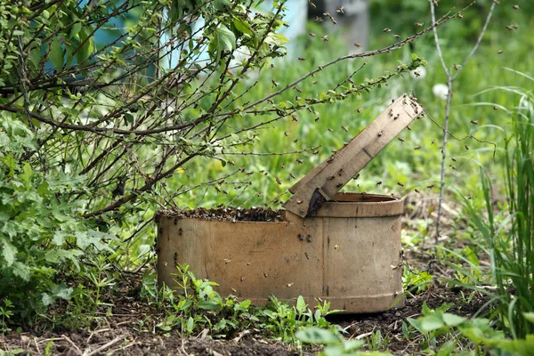 Svärm Honungsbin Som Klamrar Sig Fast Vid Trädkälla Trädgården — Stockfoto