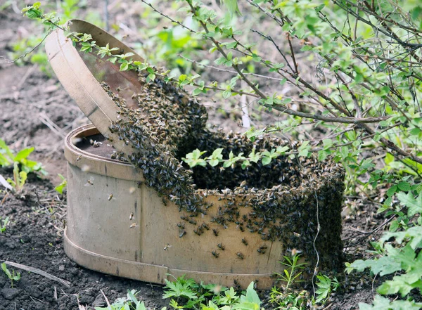 Enxame Abelhas Apegadas Uma Árvore Nascente Jardim — Fotografia de Stock