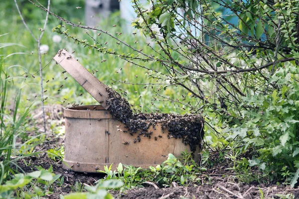 Ένα Σμήνος Μελισσών Που Κρέμονται Από Ένα Δέντρο Στον Κήπο — Φωτογραφία Αρχείου