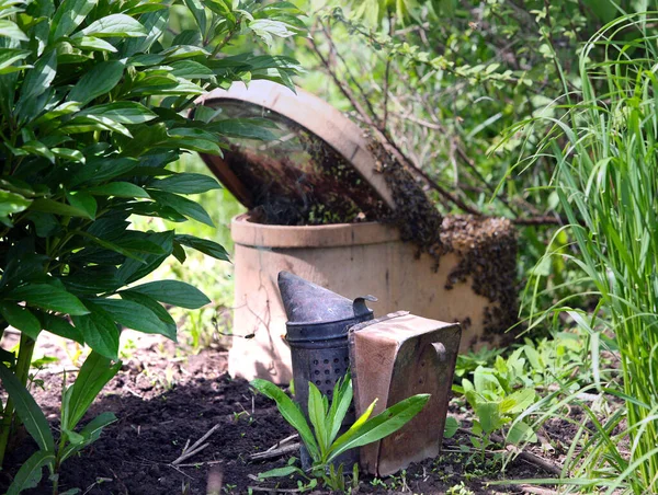 Essaim Abeilles Mellifères Accrochant Arbre Ressort Dans Jardin — Photo