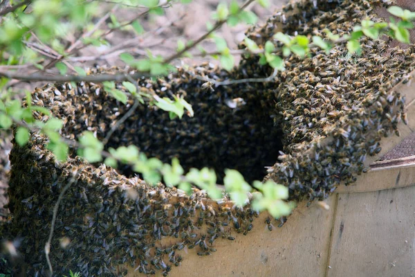 Swarm Honey Bees Clinging Tree Spring Garden — Stock Photo, Image