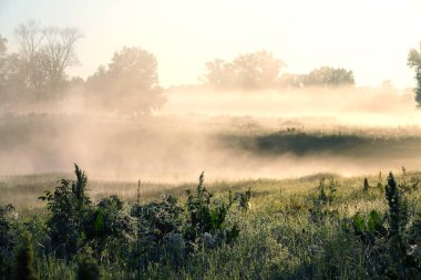 Yoğun sisli yaz manzarası sabahın erken saatlerinde ormanda şafakta