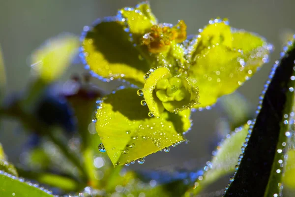 Rosa Makro Zielonej Trawie Letniej Łące Świetle Słonecznym — Zdjęcie stockowe