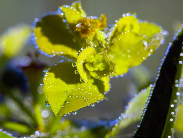 Rosée Macro Sur Herbe Verte Sur Une Prairie Été Lumière — Photo