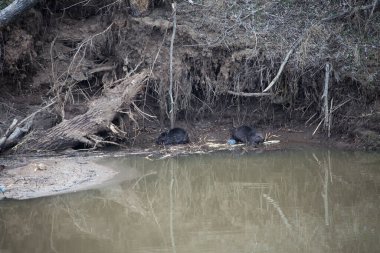 manzara ağaçları nehir kunduzlar ısırılan güneşli gün erken bahar