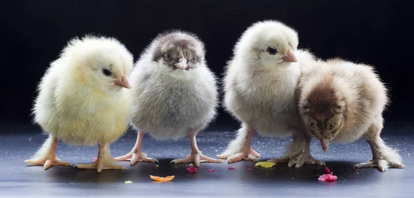 Nahaufnahme Kleiner Flauschiger Hühner Auf Dunklem Hintergrund — Stockfoto