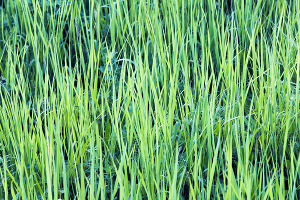 Macro texture of green grass on a summer meadow on a sunny afternoon