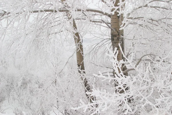 Paesaggio Invernale Fitta Nebbia Sul Ghiaccio Del Fiume Alberi Ricoperti — Foto Stock