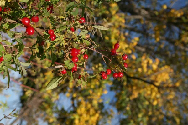 Macro Bright Ripe Red Rosehip Berries Branch Background Yellow Foliage — Stock Photo, Image