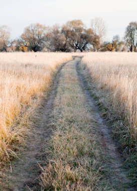 Manzaralı sonbahar meşe koruluğu, sararmış yapraklar, soğuk bir sabahta çimlerin üzerinde don.