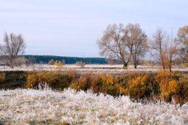 Manzaralı sonbahar meşe koruluğu, sararmış yapraklar, soğuk bir sabahta çimlerin üzerinde don.