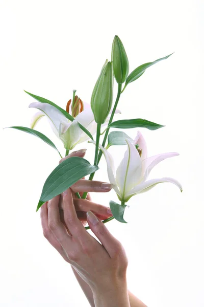 Isolé Close Délicat Fleur Blanc Lis Dans Les Mains Des — Photo