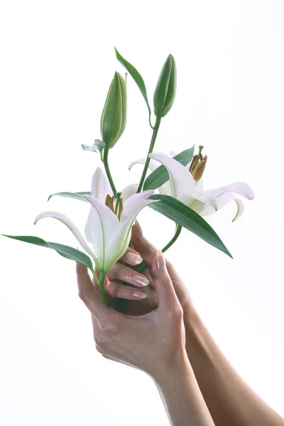 Isolé Close Délicat Fleur Blanc Lis Dans Les Mains Des — Photo