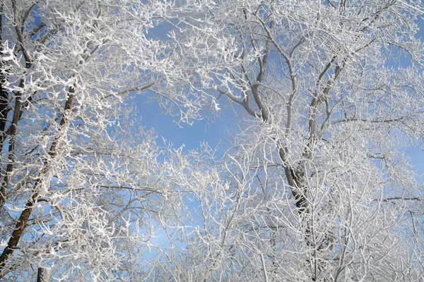 Bajeczny Zimowy Krajobraz Puszysty Mróz Drzewach Trawa Brzegu Rzeki Lekkiej — Zdjęcie stockowe