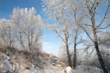 Muhteşem kış manzarası, ağaçların üzerindeki yumuşacık don ve nehir kıyısındaki çimenler, hafif bir sis içinde.