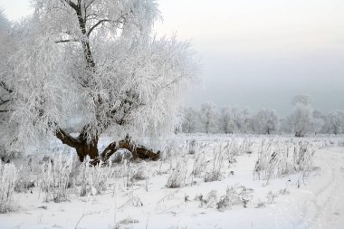 Günbatımında nehrin kıyısında meşe ve kuru otların kış manzarası