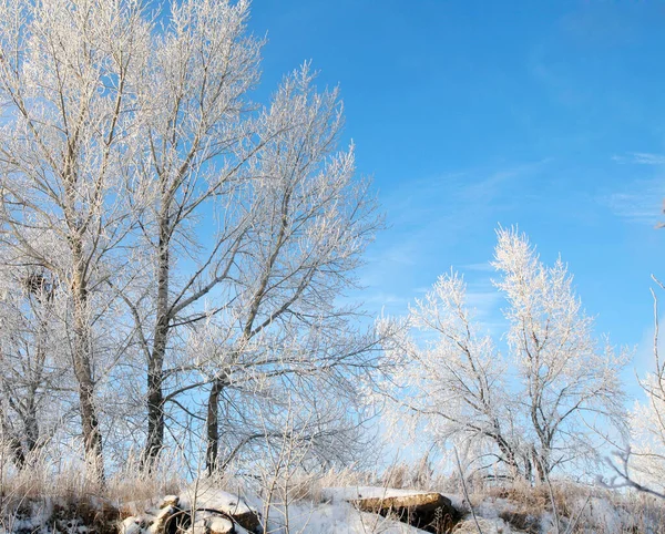 Fabulous Winter Landscape Fluffy Frost Trees Grass River Bank Light — Stock Photo, Image