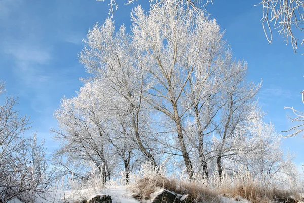 Сказочный Зимний Пейзаж Пушистые Морозы Деревьях Трава Берегу Реки Легкой — стоковое фото