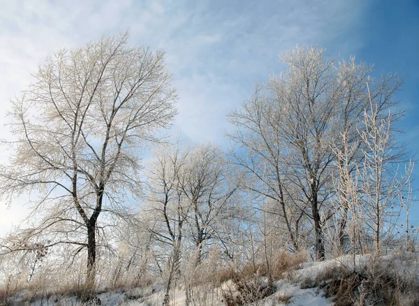 Υπέροχο Τοπίο Χειμώνα Αφράτη Παγετό Στα Δέντρα Και Γρασίδι Στην — Φωτογραφία Αρχείου