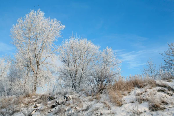 Fabulous Winter Landscape Fluffy Frost Trees Grass River Bank Light — Stock Photo, Image