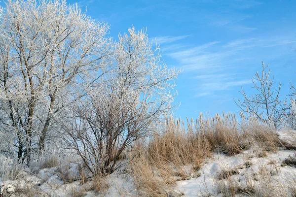 Дивовижний Зимовий Пейзаж Пухнасті Морози Деревах Траві Березі Річки Легкому — стокове фото