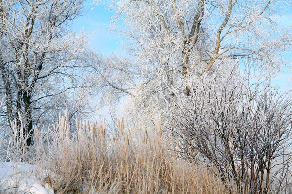 Báječná Zimní Krajina Nadýchaný Mráz Stromech Trávě Břehu Řeky Lehkém — Stock fotografie