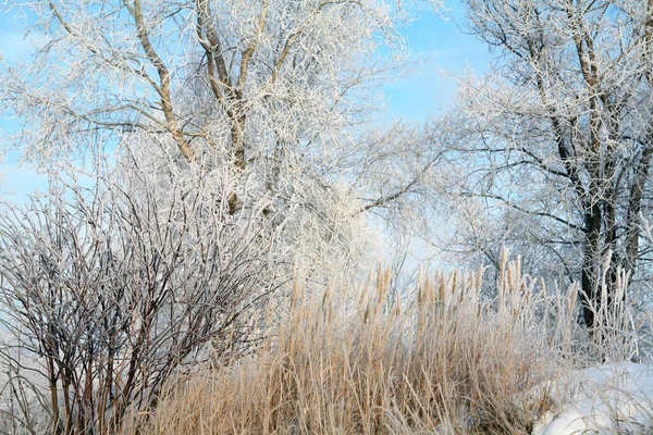 Báječná Zimní Krajina Nadýchaný Mráz Stromech Trávě Břehu Řeky Lehkém — Stock fotografie