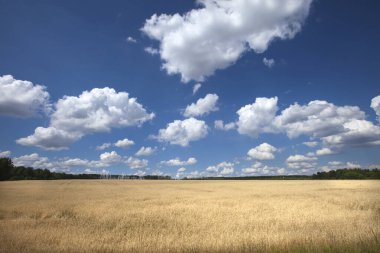 Yaz manzarası güneşli bir günde açık mavi gökyüzünde güzel beyaz bulutlar.