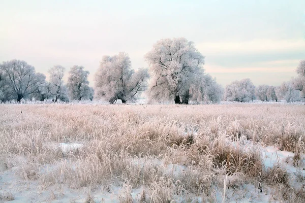 Winterlandschaft Aus Eichen Und Trockenem Gras Frost Fluss Bei Sonnenuntergang — Stockfoto