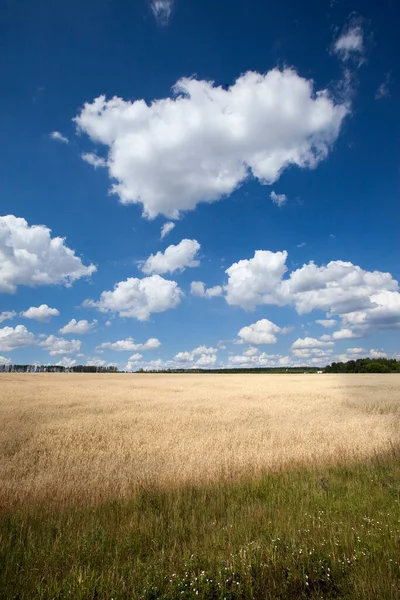 Verão Paisagem Belas Nuvens Brancas Céu Azul Brilhante Sobre Campo — Fotografia de Stock