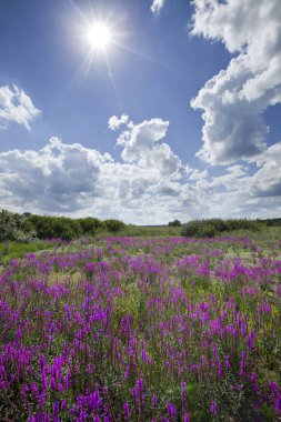 Güzel yaz manzarası muhteşem mor yabani çiçekler ve güneşli bir günde beyaz bulutlu parlak mavi gökyüzü.