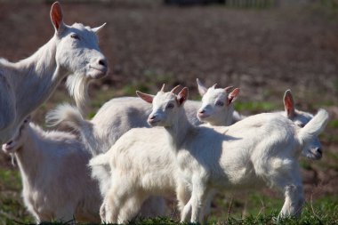 Güneşli bir bahar günü, çocuklarla bahçedeki köydeki evde yakın plan beyaz keçi.