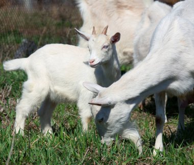 Güneşli bir bahar günü, çocuklarla bahçedeki köydeki evde yakın plan beyaz keçi.