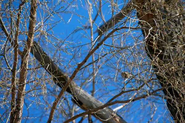 Zweige Eines Baumes Ohne Blätter Zeitigen Frühling Gegen Einen Strahlend — Stockfoto