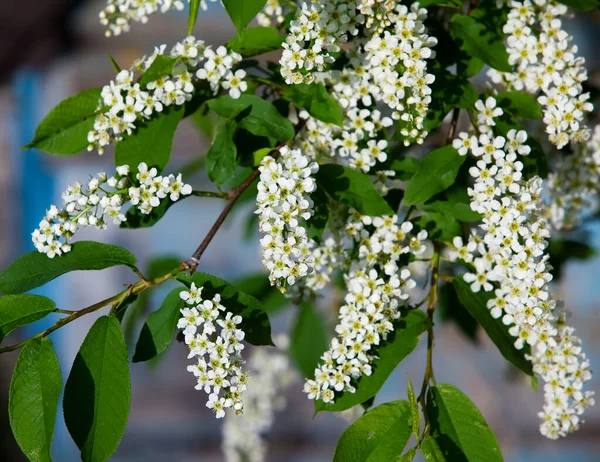 Isolato Primo Piano Ramo Fiorito Ciliegia Uccello Giardino Primaverile Una — Foto Stock