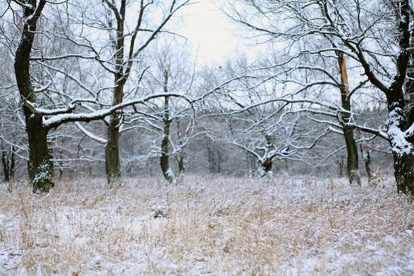 Paisagem Inverno Primeira Neve Campo Perto Floresta Dia Nublado — Fotografia de Stock