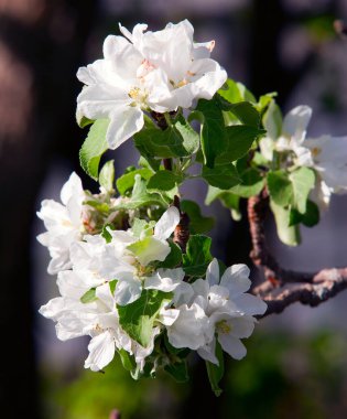 Bahar bahçesinde elma çiçeklerinin yakın plan dalları