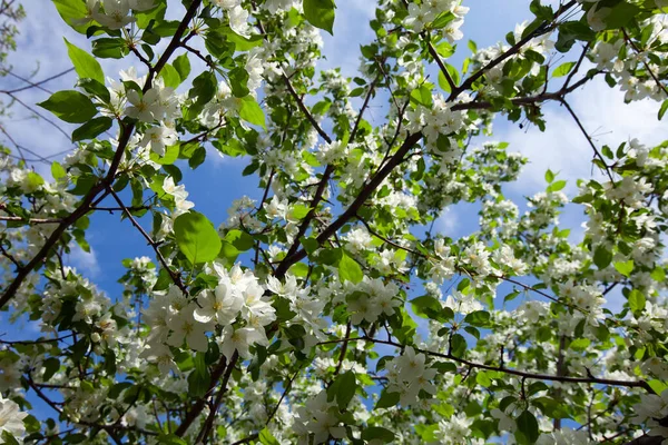 Närbild Blommande Grenar Äpple Ljusa Soliga Vårdagen — Stockfoto