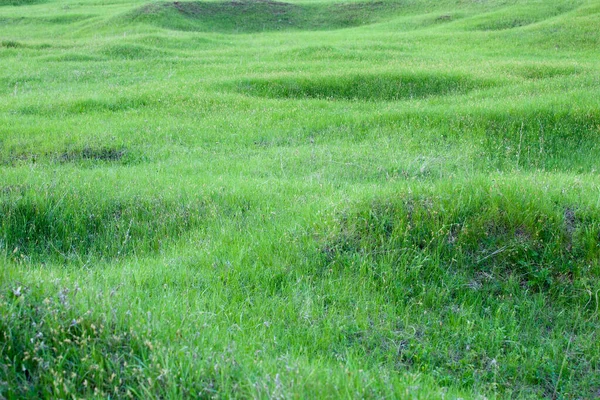 Odizolowana Zbliżenia Łąka Młodą Zieloną Trawą Słoneczny Wiosenny Dzień — Zdjęcie stockowe