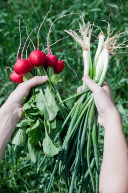 Bahar bahçesindeki yeşil çimlerin arka planında taze soğanlar ve taze turplar.