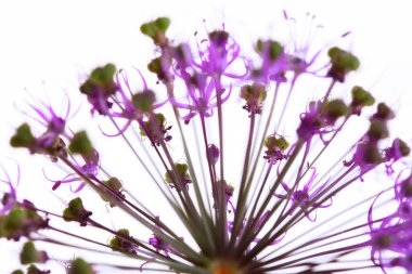 beyaz arkaplanda mor dekoratif soğan stüdyosu