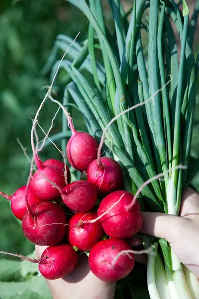 Close Rijpe Rode Radijs Lente Uien Handen Een Achtergrond Van — Stockfoto