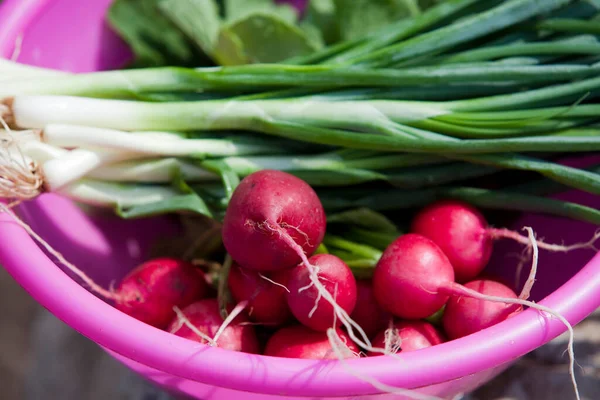 Close Rijpe Rode Radijs Lente Uien Handen Een Achtergrond Van — Stockfoto